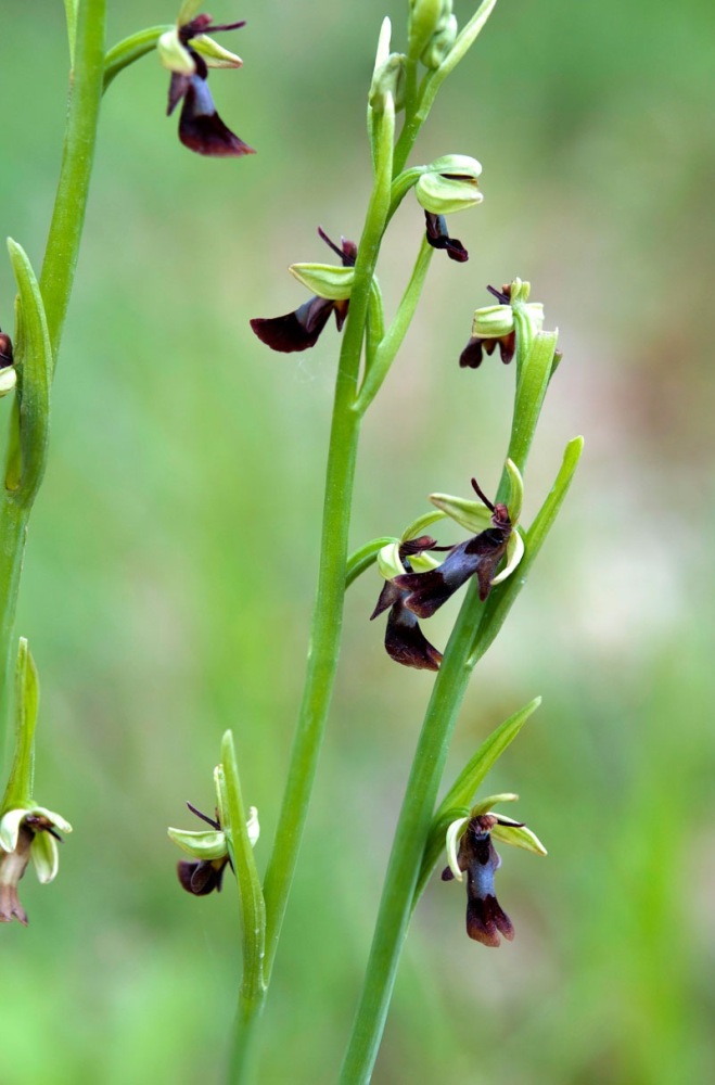 Ophrys-insectifera-9613_17_2022.jpg