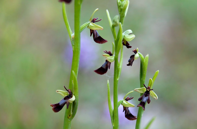 Ophrys-insectifera-9624_27_2022.jpg