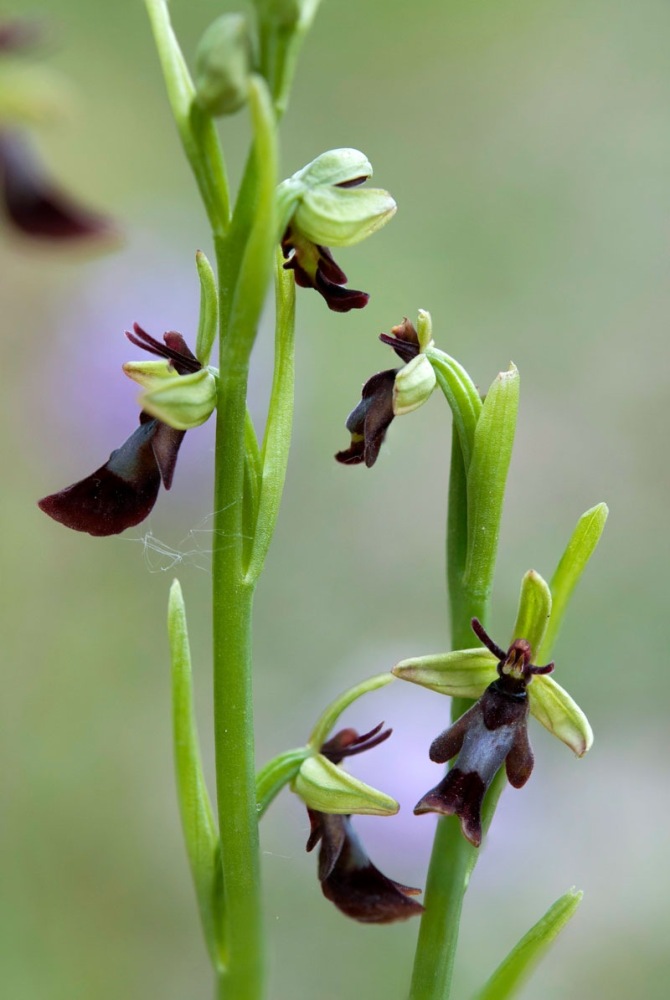 Ophrys-insectifera-9628_34_2022.jpg