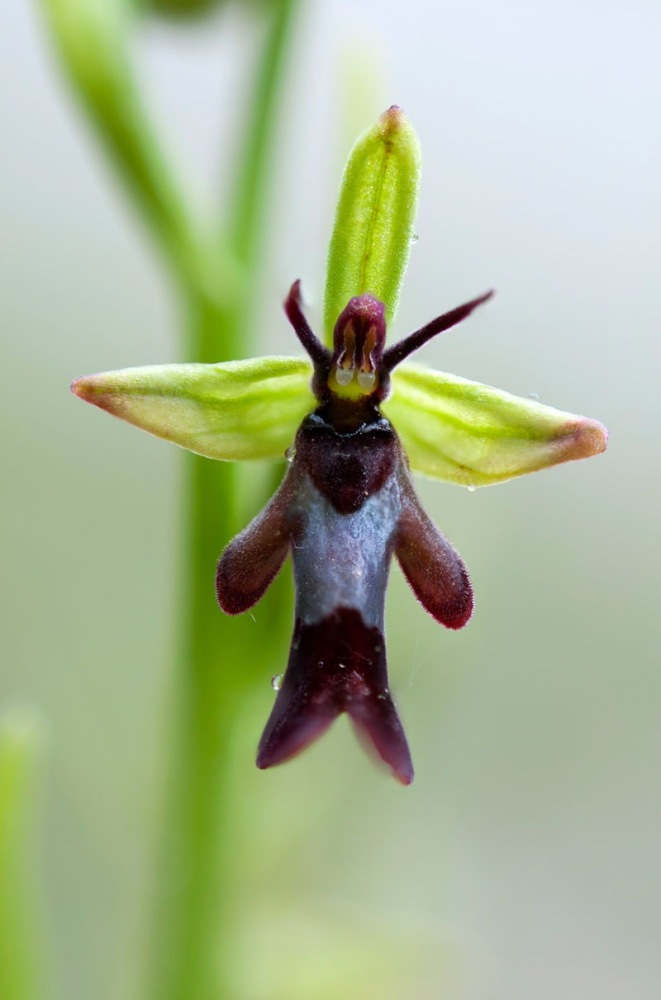 Ophrys-insectifera-9643_50_2022.jpg