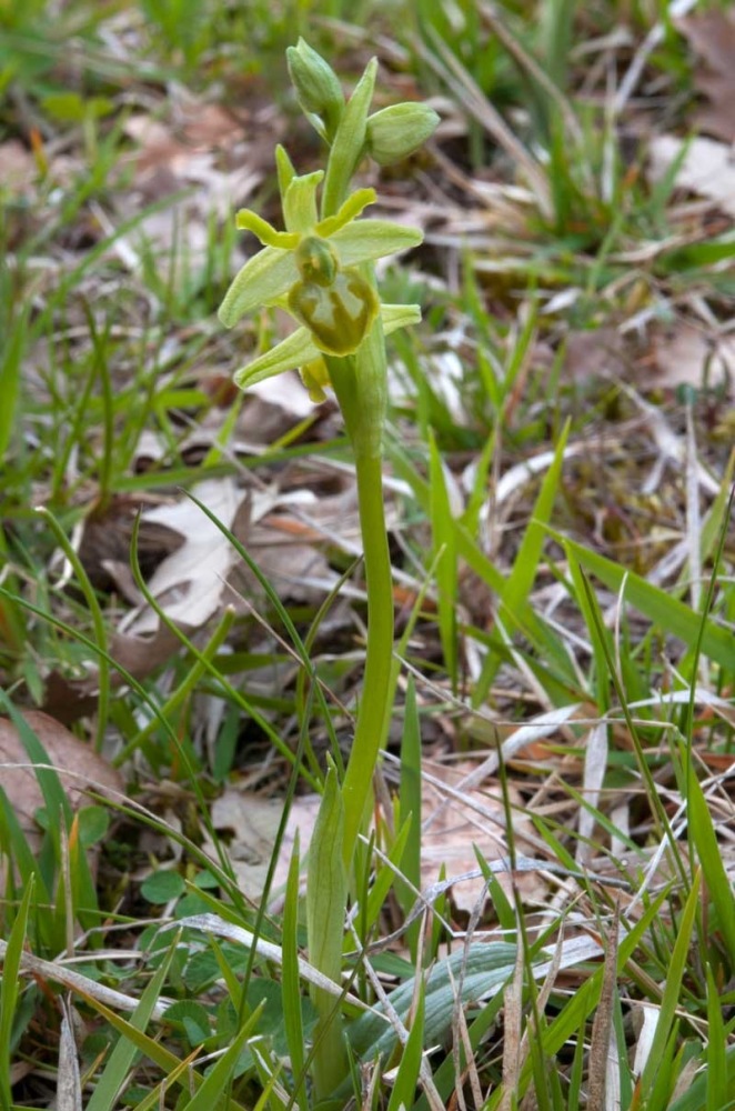 Ophrys-sphegodes-subsp-classica-8366_67_2022.jpg