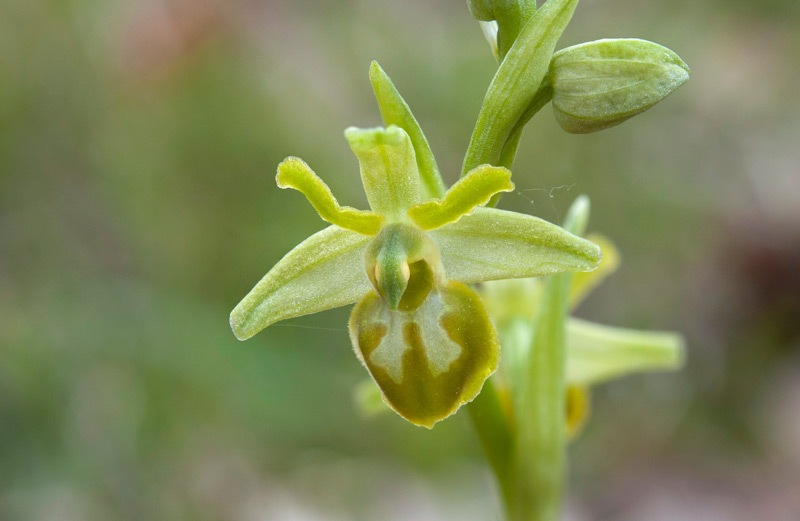 Ophrys-sphegodes-subsp-classica-8398_06_2022.jpg