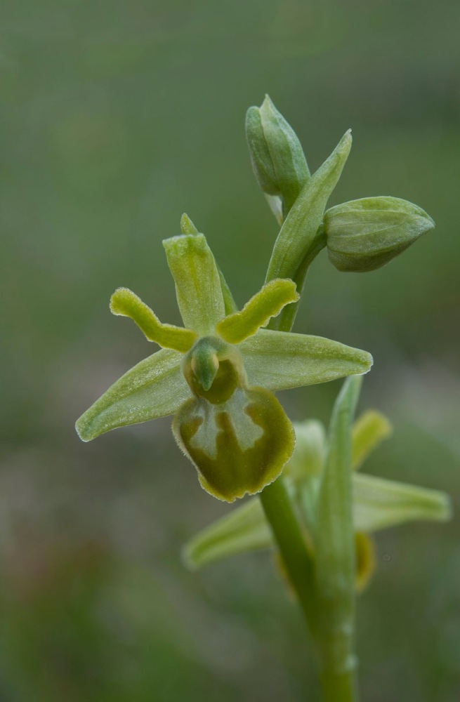 Ophrys-sphegodes-subsp-classica-8413_19_2022.jpg
