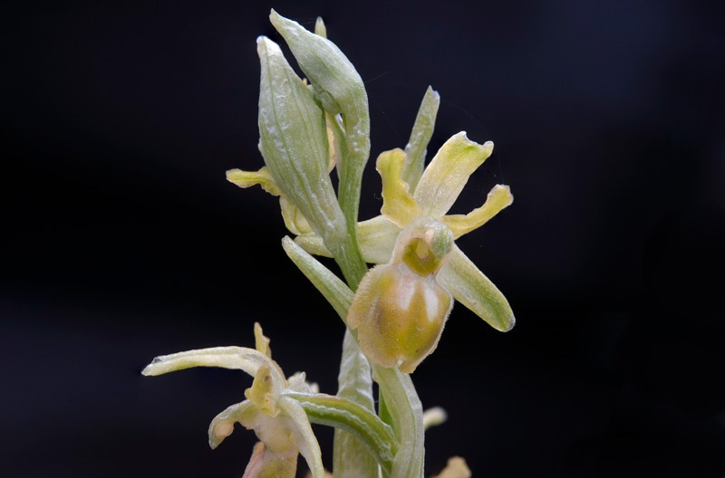 Ophrys-sphegodes-subsp-classica-8482_88_2022.jpg