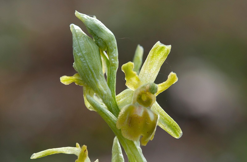 Ophrys-sphegodes-subsp-classica-8536_44_2022.jpg