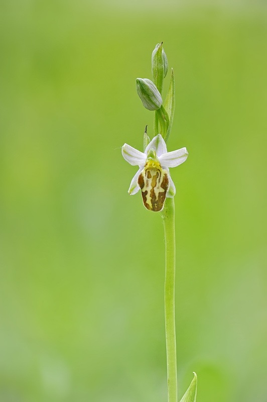 Ophrys_apifera-friburgensis5.jpg.ccee32769253b58306cacf0c91011d17.jpg