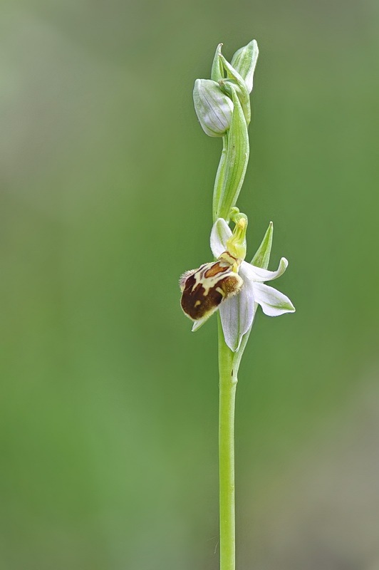 Ophrys_apifera-friburgensis7.jpg.c8e3fe82368d039d64038c97eb878ea3.jpg