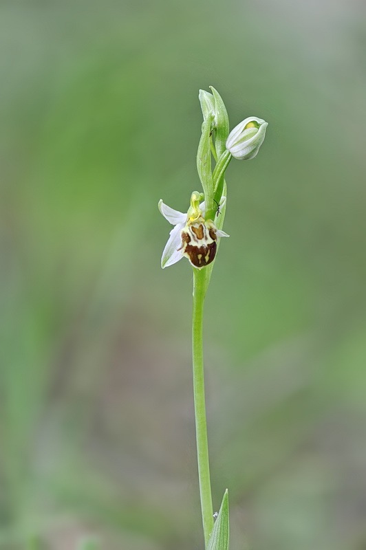 Ophrys_apifera-friburgensis8.jpg.f995b4892940864367a8b4a389e92d83.jpg