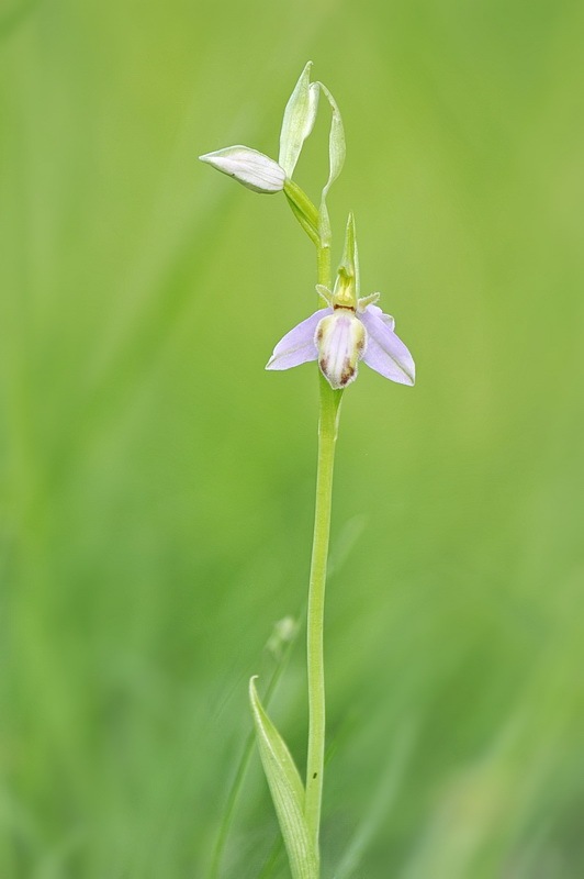 Ophrys_apifera-tilaventina.jpg.66aba6f17c2215a95a510f01d1bda371.jpg