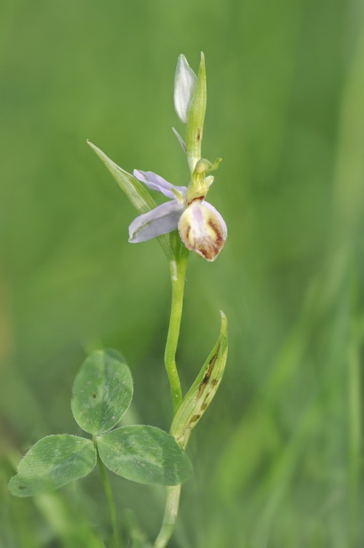 Ophrys_apifera-tilaventina2.jpg.320848698c6fe158e03d043450ae4316.jpg