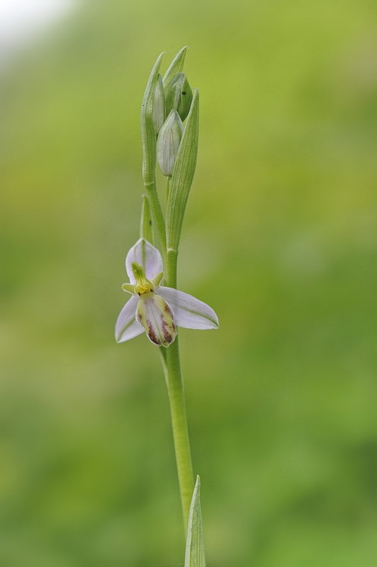 Ophrys_apifera-tilaventina6.JPG.2d546c00d1a2c59bb753f6e4be9b134f.JPG