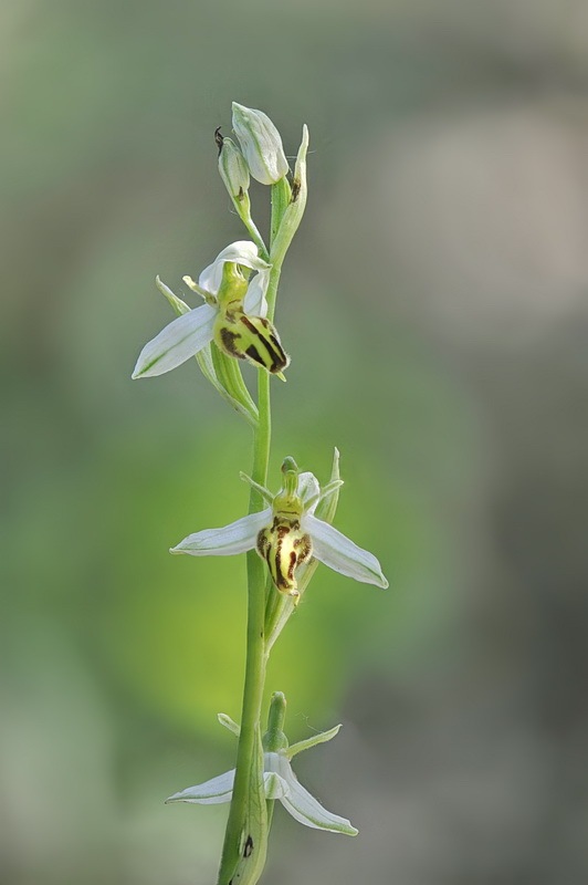 Ophrys_apifera-trollii3.jpg