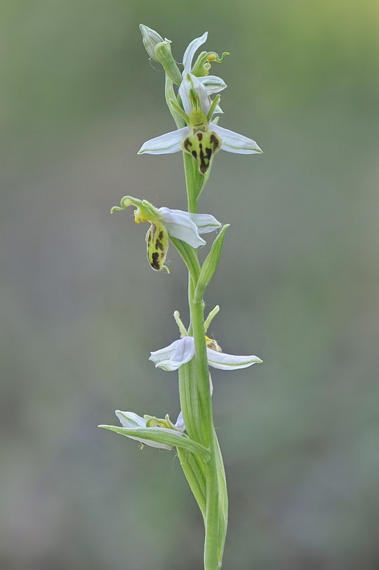 Ophrys_apifera-trollii4.jpg.825b07a6a0cb823d24bb29102d5499d4.jpg