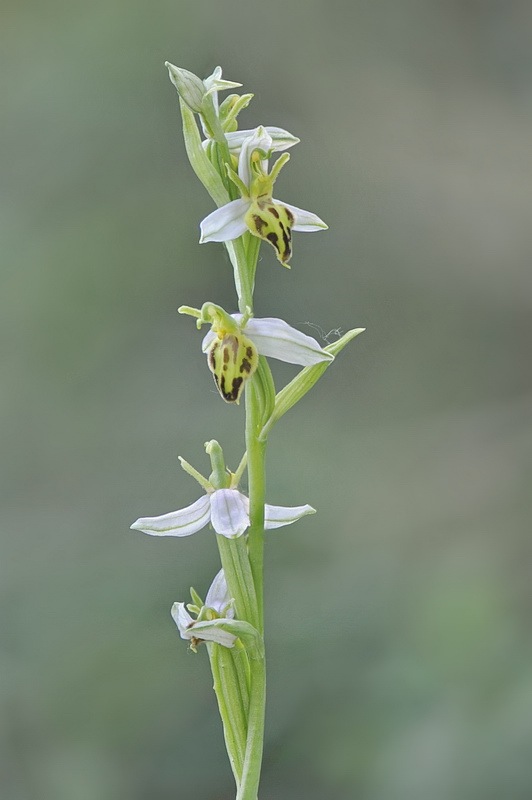Ophrys_apifera-trollii8.jpg.c7782779d77ed19d51c8ba6ac5627b1e.jpg