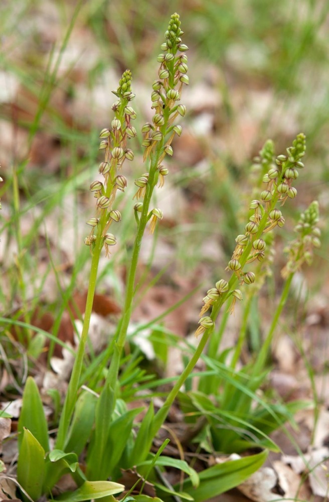 Orchis-anthropophora-9224_27_2022.jpg