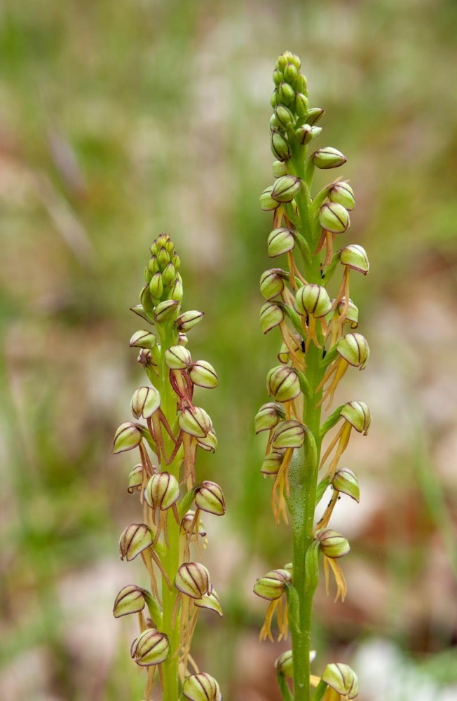 Orchis-anthropophora-9232_37_2022.jpg