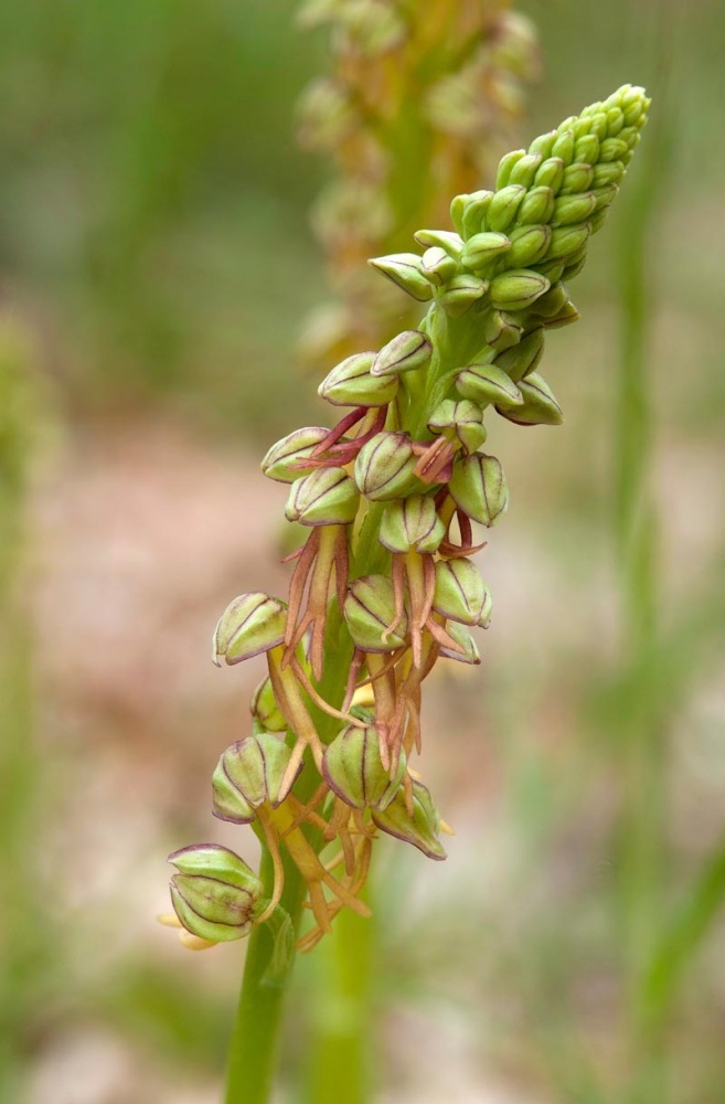 Orchis-anthropophora-9254_61_2022.jpg