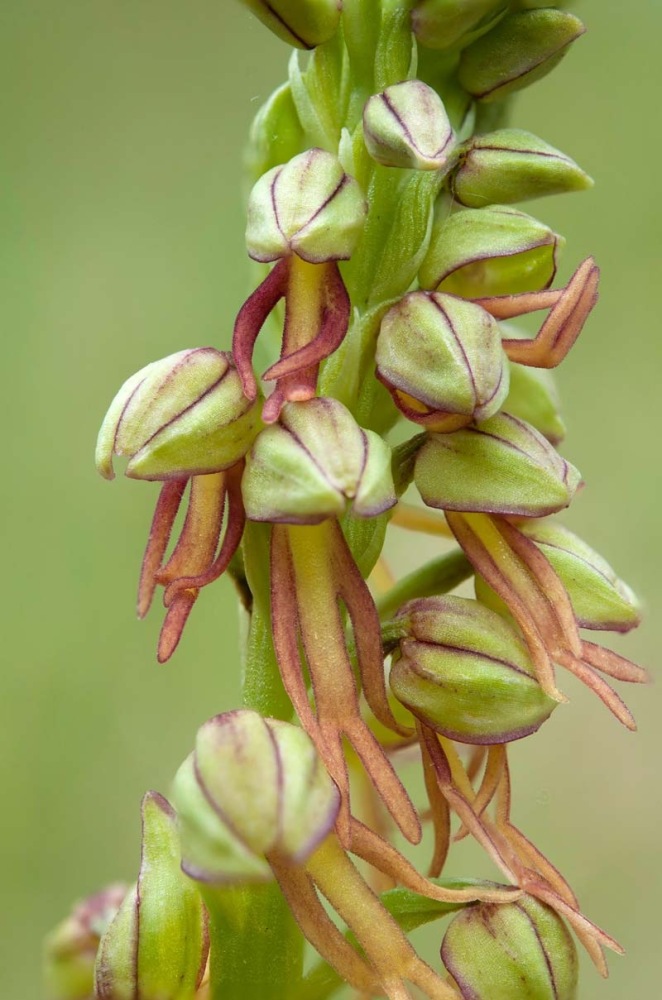 Orchis-anthropophora-9279_87_2022.jpg