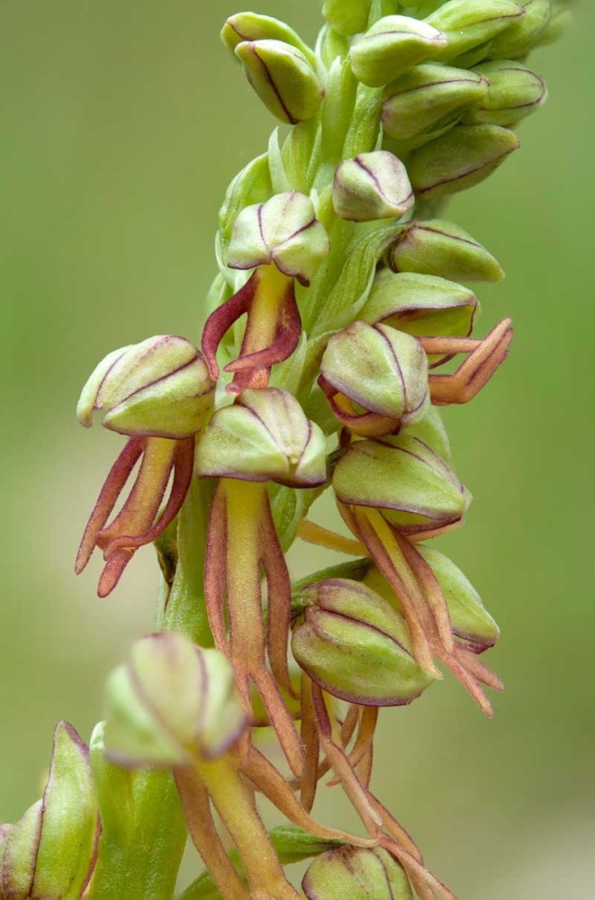 Orchis-anthropophora-9288_97_2022.jpg