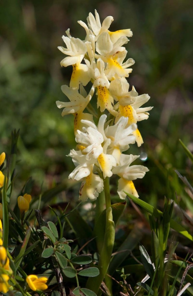 Orchis-pauciflora-8890_96_2022.jpg