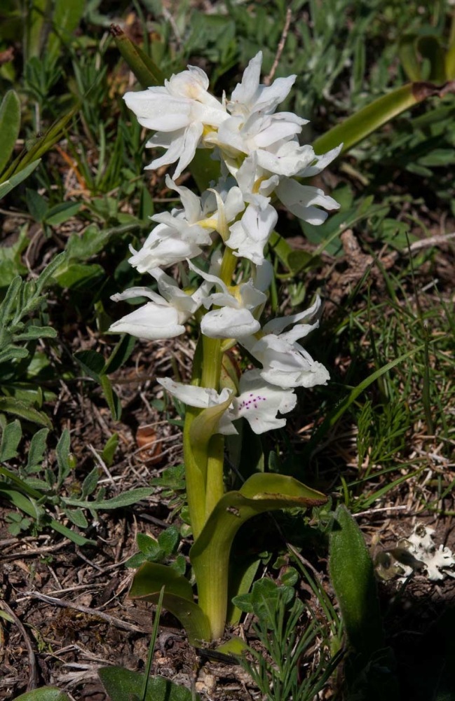 Orchis-pauciflora-9724_32_2022.jpg