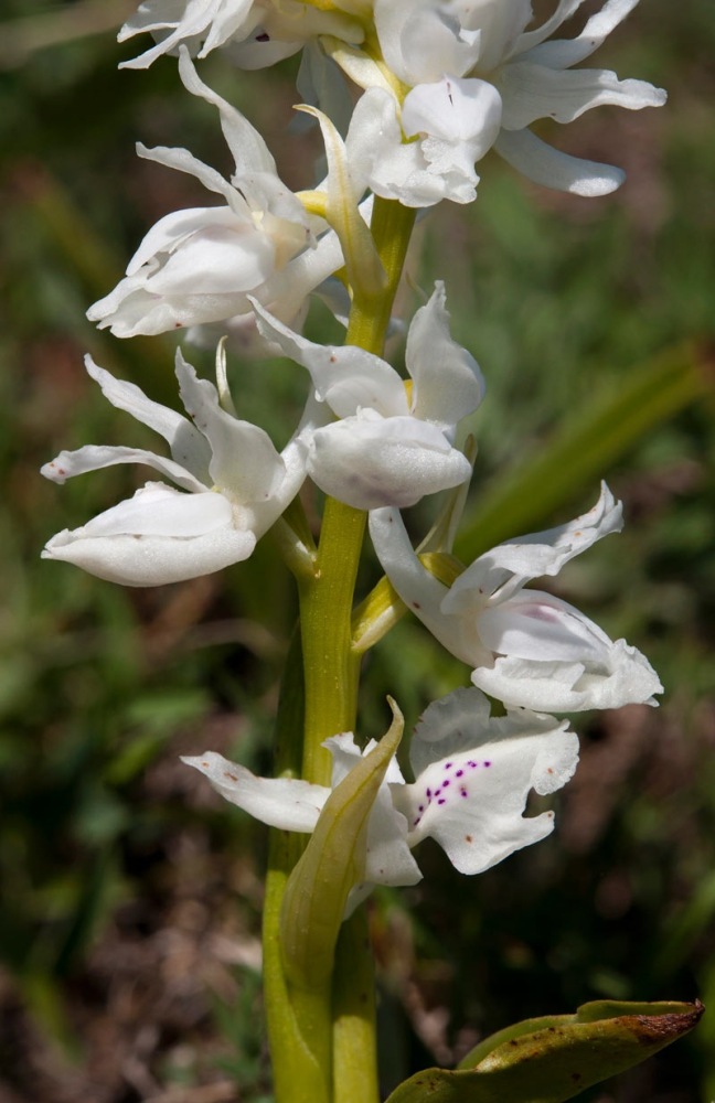Orchis-pauciflora-9763_71_2022.jpg