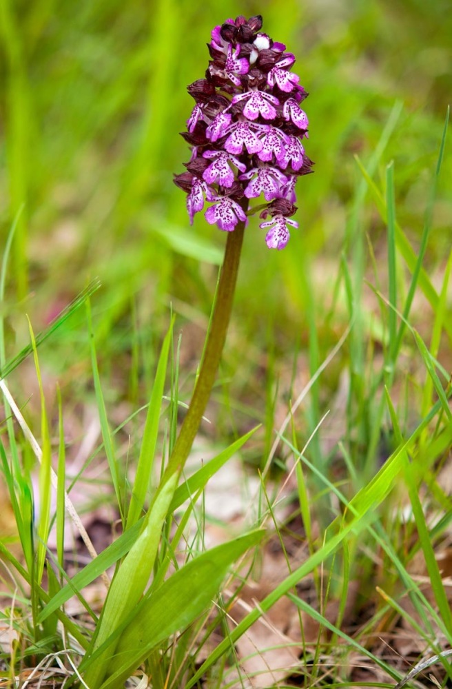 Orchis-purpurea-9457_61_2022.jpg