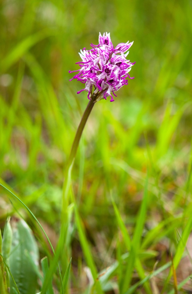 Orchis-simia-9462_64_2022.jpg