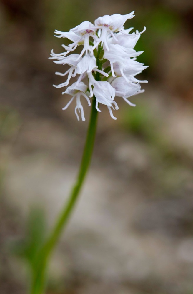 Orchis-simia-9567_71_2022.jpg