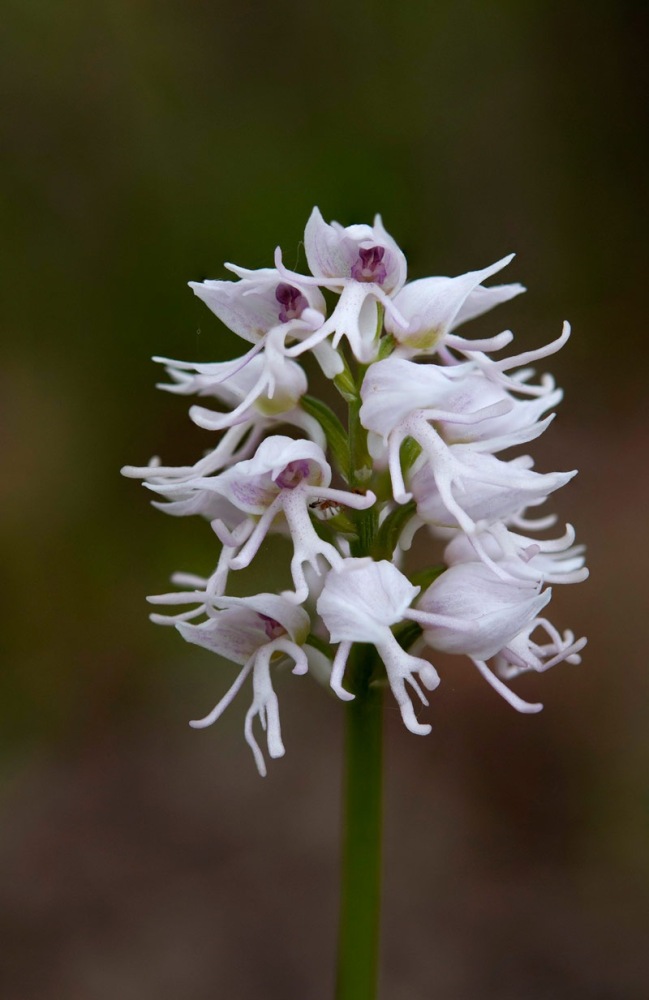 Orchis-simia-9581_90_2022.jpg