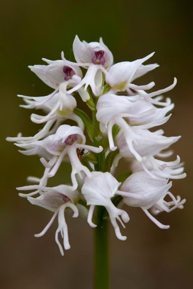 Orchis-simia-9591_99_2022.jpg