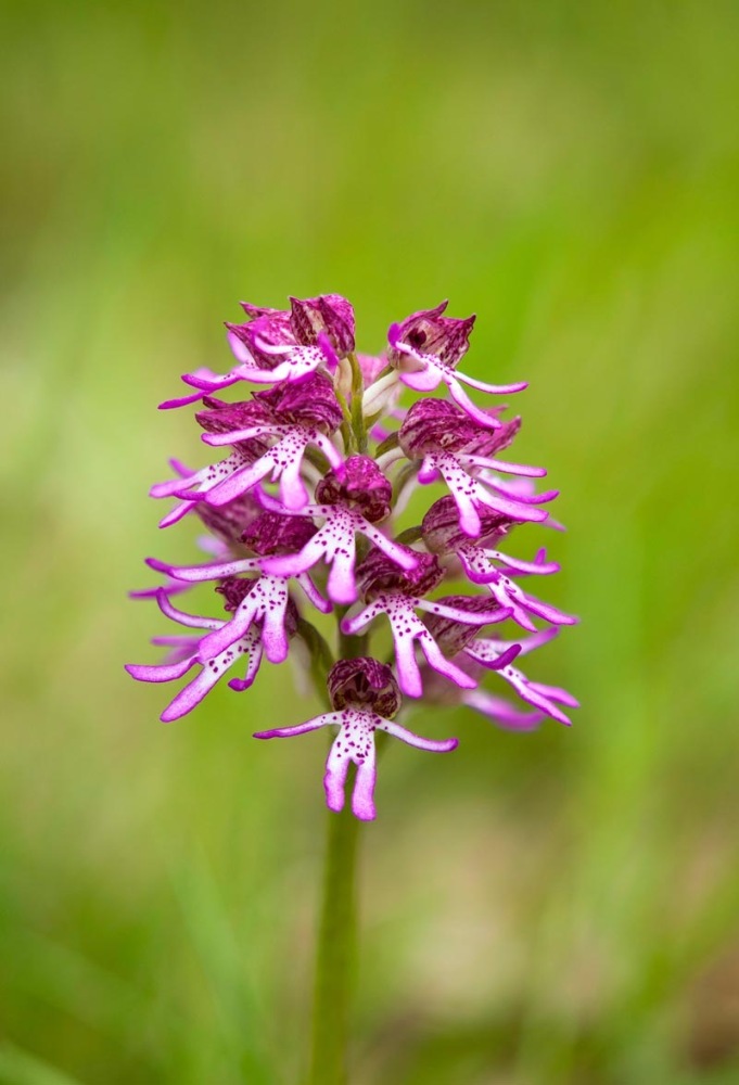 Orchis-xangusticruris-9490_98_2022.jpg