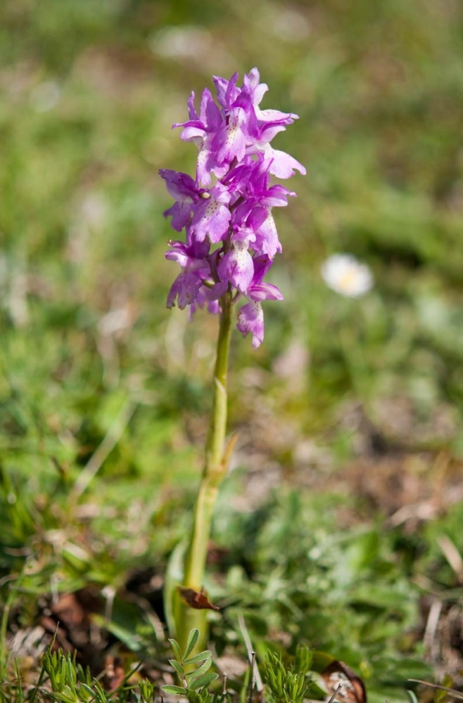 Orchis-xcolemanii-8920_23_2022.jpg