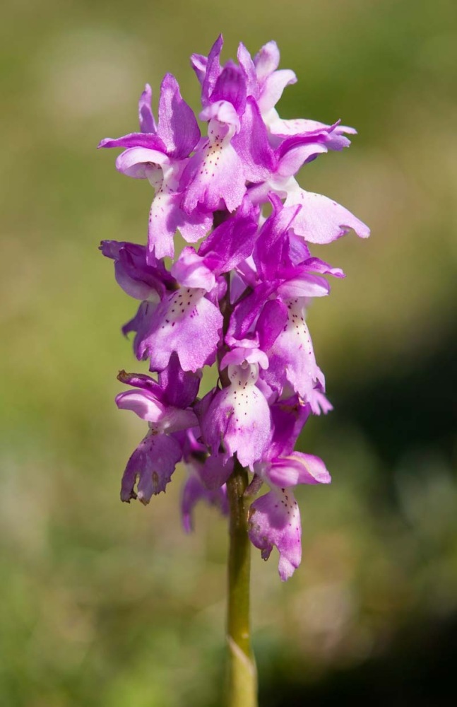 Orchis-xcolemanii-8925_31_2022.jpg