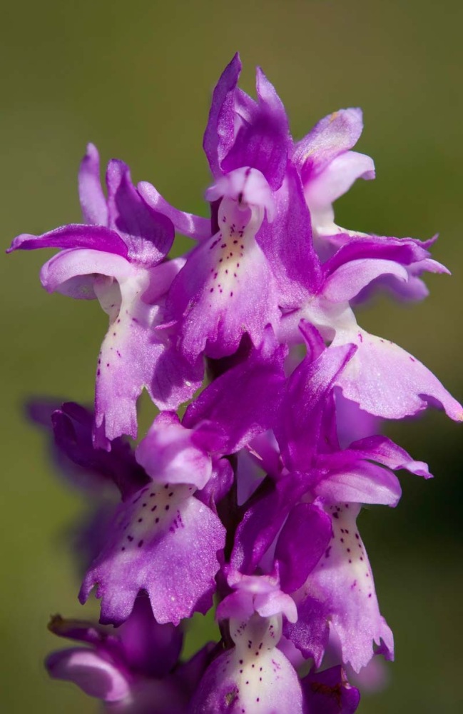 Orchis-xcolemanii-8949_56_2022.jpg