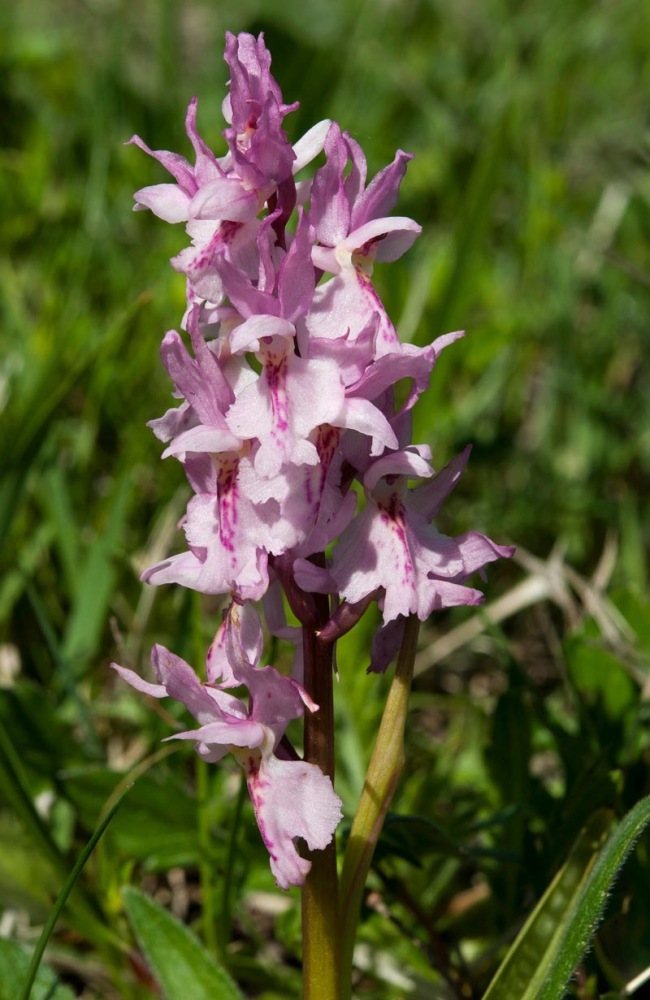 Orchis-xcolemanii-9786_94_2022.jpg