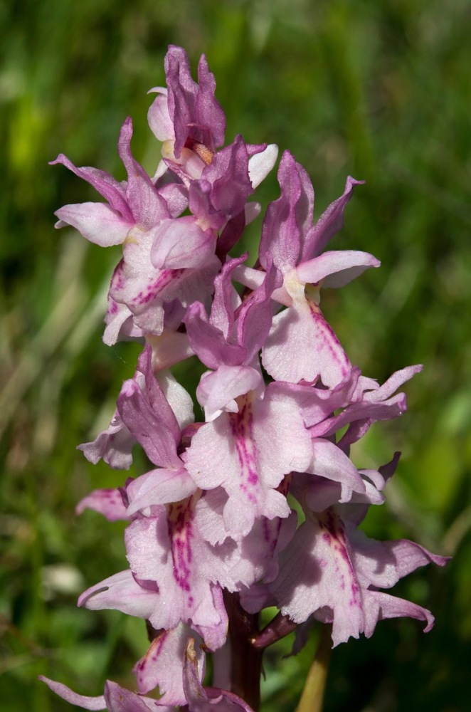 Orchis-xcolemanii-9806_19_2022.jpg