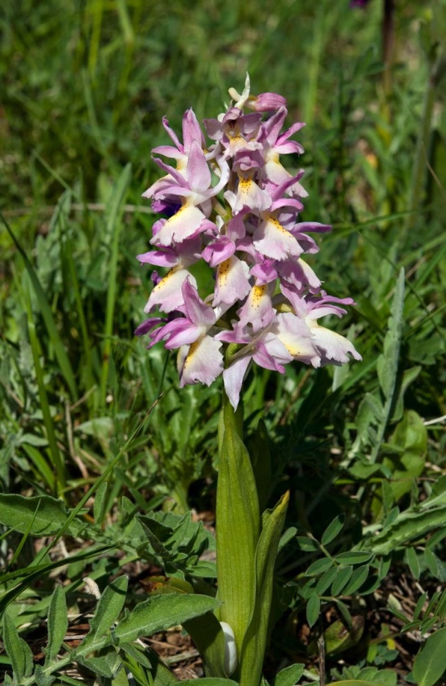 Orchis-xcolemanii-9836_44_2022.jpg