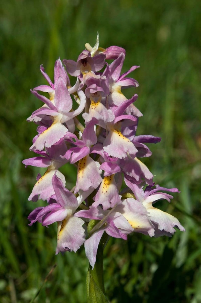 Orchis-xcolemanii-9846_56_2022.jpg