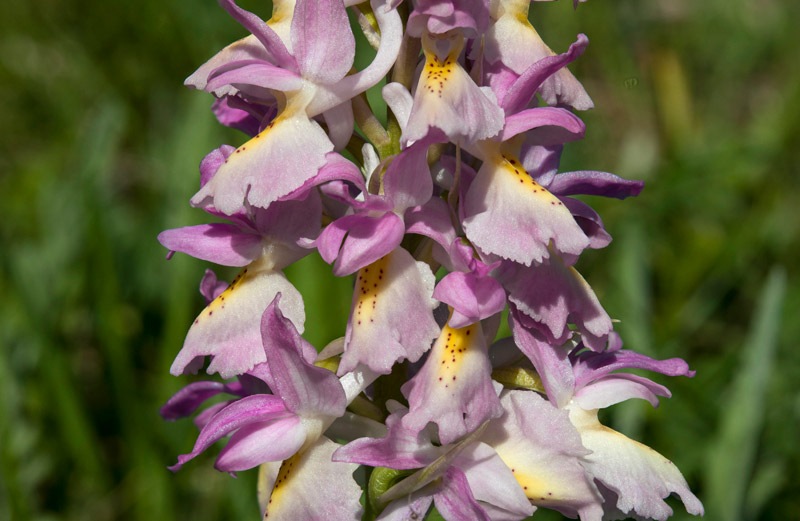 Orchis-xcolemanii-9867_73_2022.jpg