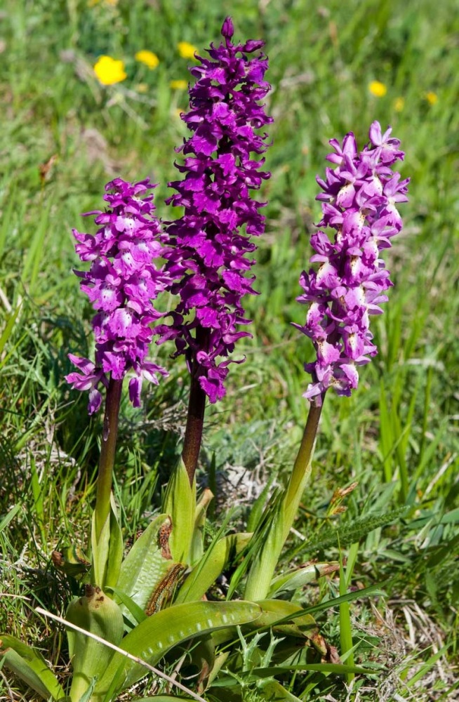 Orchis-xcolemanii-9881_87_2022.jpg