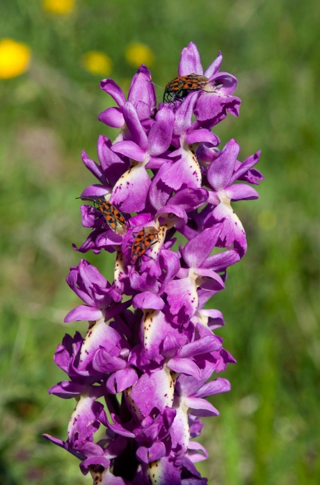 Orchis-xcolemanii-9895_98_2022.jpg