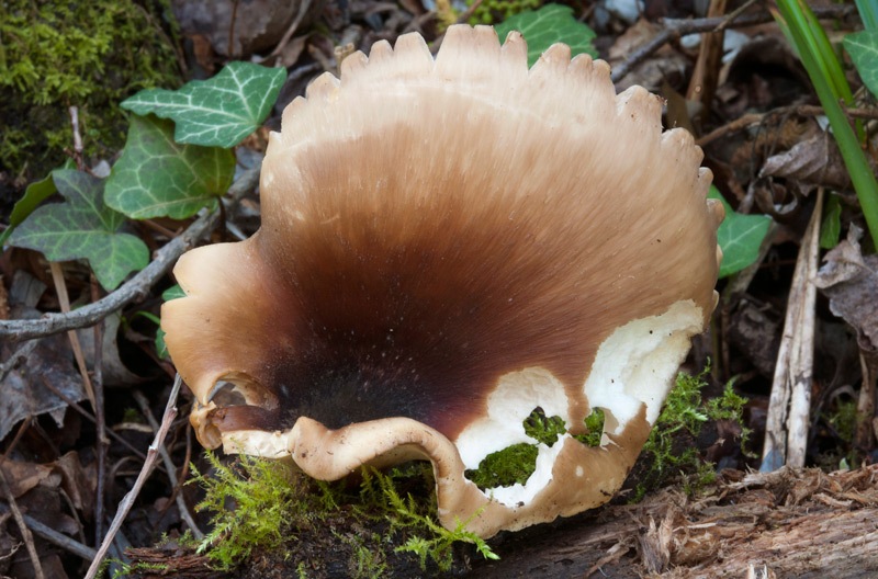 Royoporus-badius-8258_61_2022.jpg