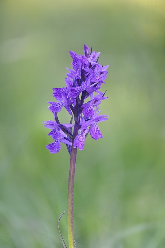 1113140853_Dactylorhiza_kerneriorum2.jpg.13feb02db59e3289bb2557f30c535e16.jpg