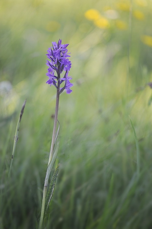 1186927050_Dactylorhiza_kerneriorum1.jpg.350b7dbeda26ff1953825c062be0ecfe.jpg