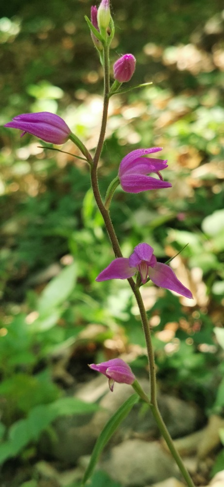 Cephalanthera rubra 447_2022.jpg