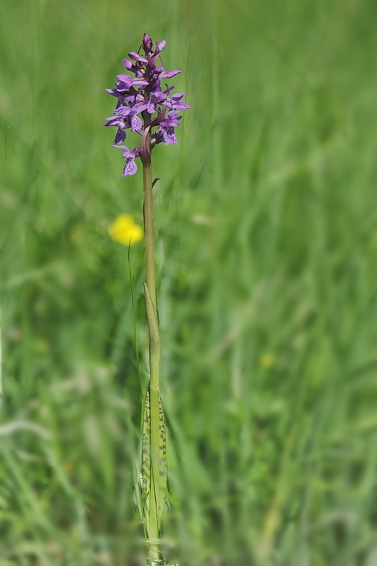 1880373567_Dactylorhiza_kerneriorum3.jpg.6db155a1f914877a5a6b0f29dde5975c.jpg