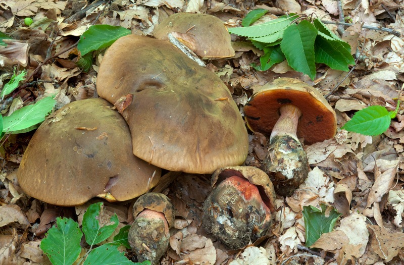 Neoboletus-luriformis 1104_08_2022.jpg