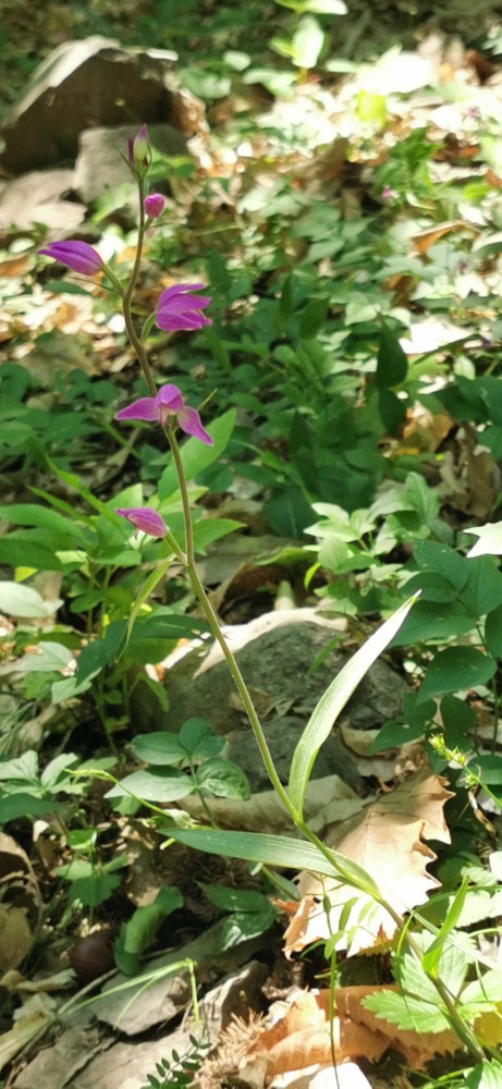 Cephalanthera rubra 140_2022.jpg