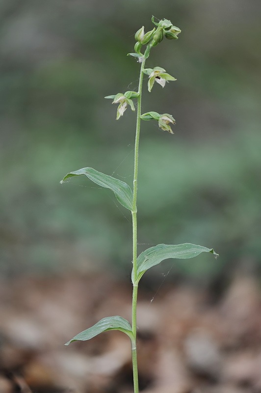 2a-Epipactis_neglecta1.jpg.34a84f583b95425bf9bfe9b62a8e8633.jpg